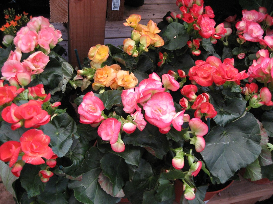 Begonia-6