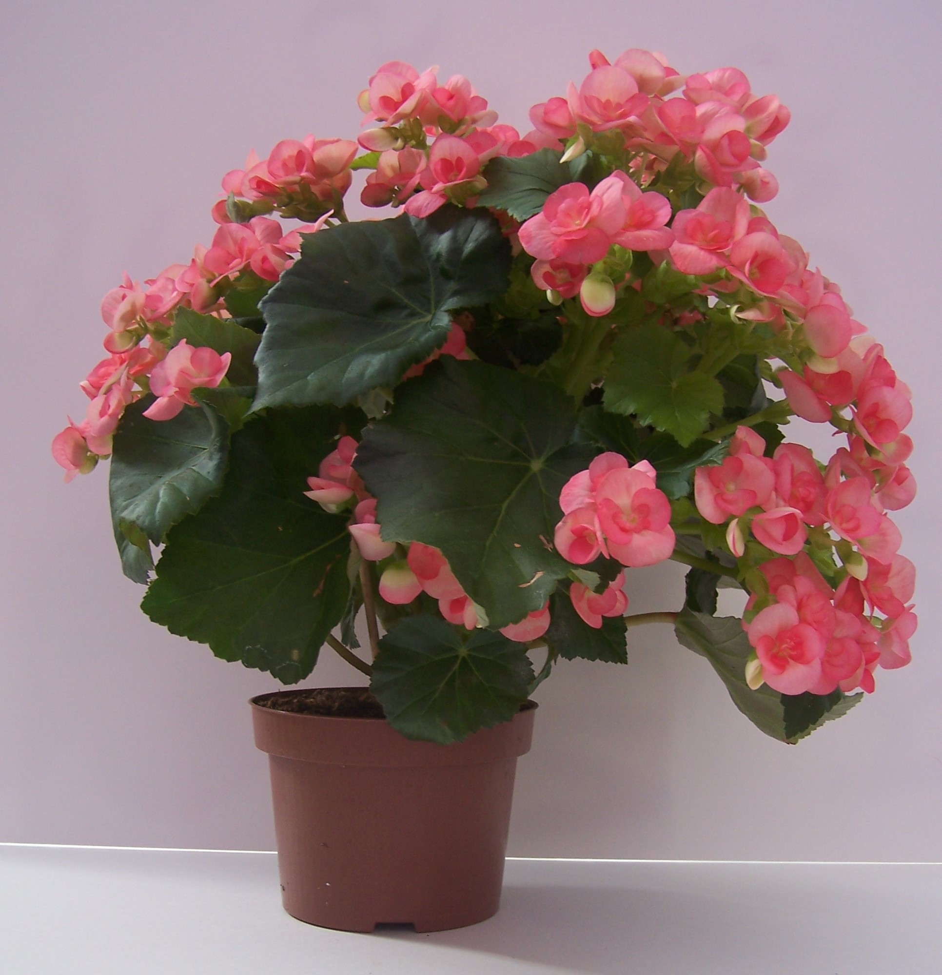 Begonia Elatior