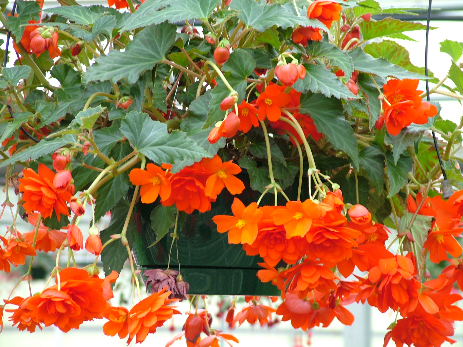 Begonia-Illumination-Orange