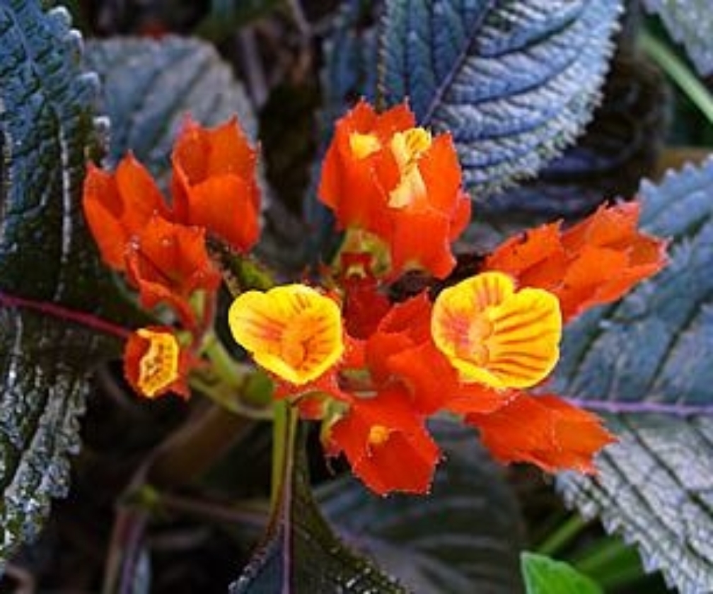 Begonia-Negra