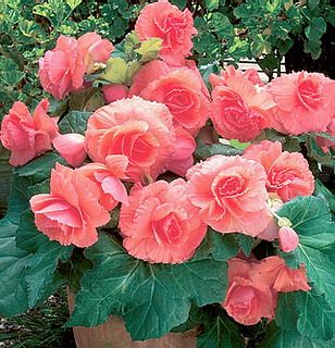 Begonia - Salmon