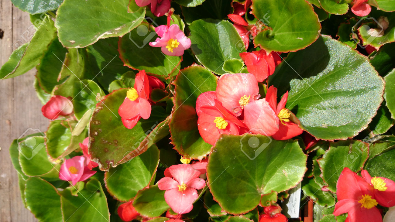 Begonia Semperflorens Mix Verde Folha