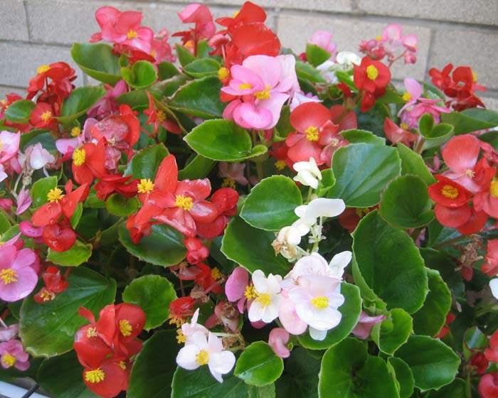 Begonia-Semperflorens