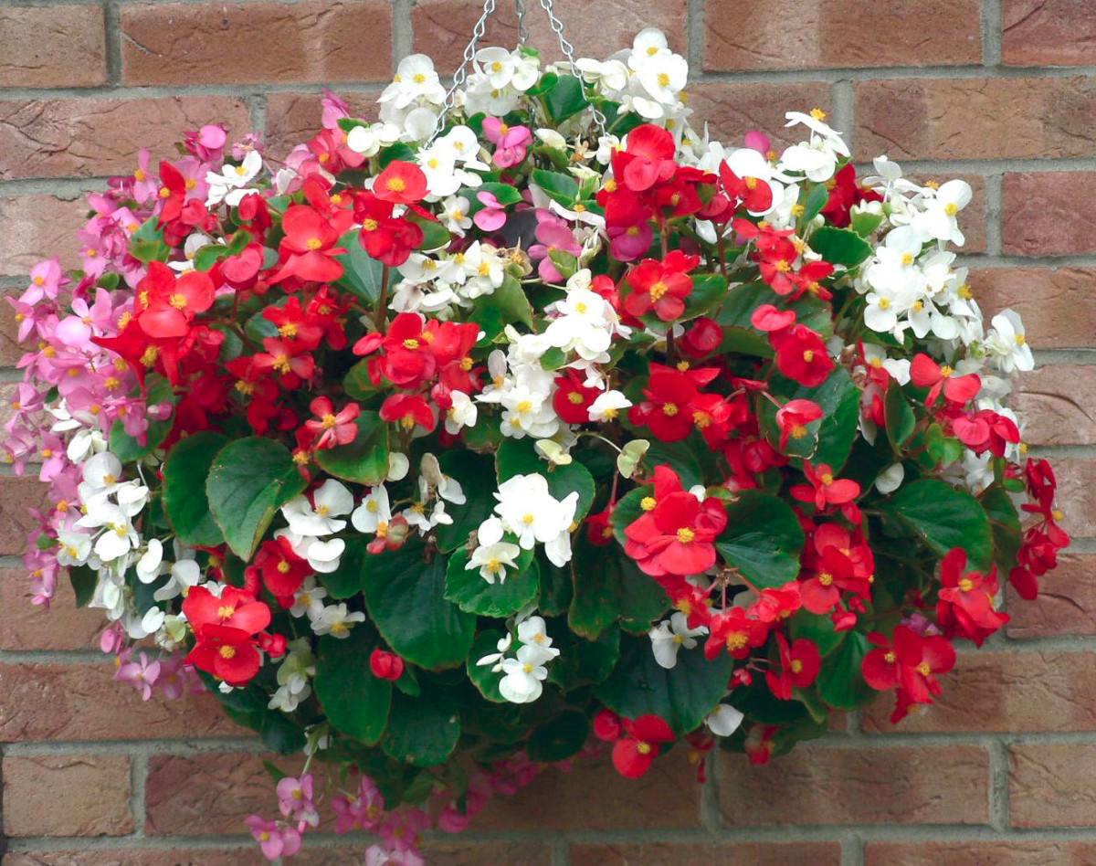 Begonia Semperflorens