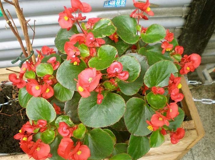 Begonia Semperflorens