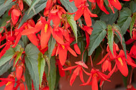 Begonia boliviensis