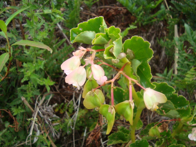 Begonia cucullata