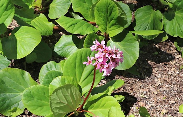 Bergenia-crassifolia