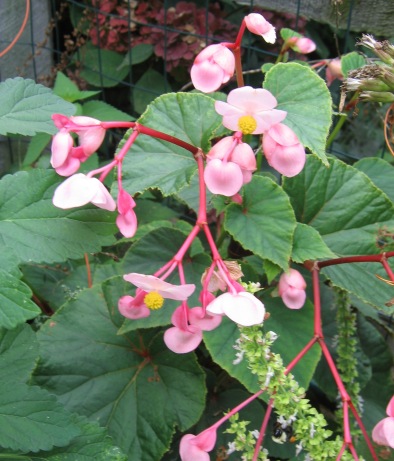 Begonia grandis ssp. evansiana