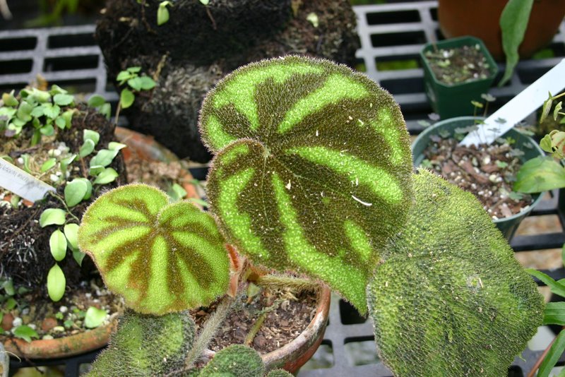 Begonia masoniana 