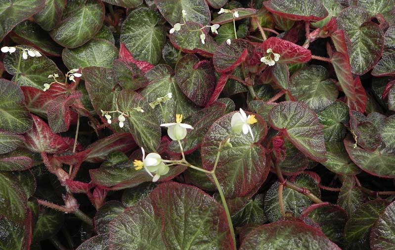 Begonia-sarmentacea