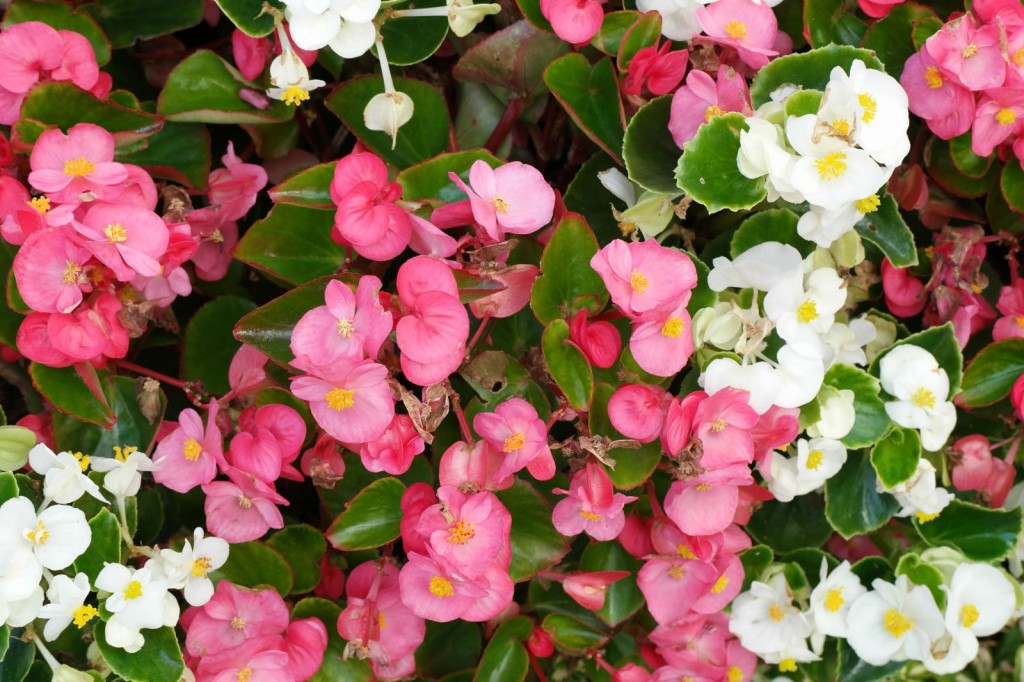 Begonia-semperflorens