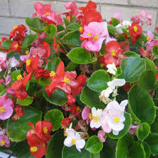 Begonia semperflorens