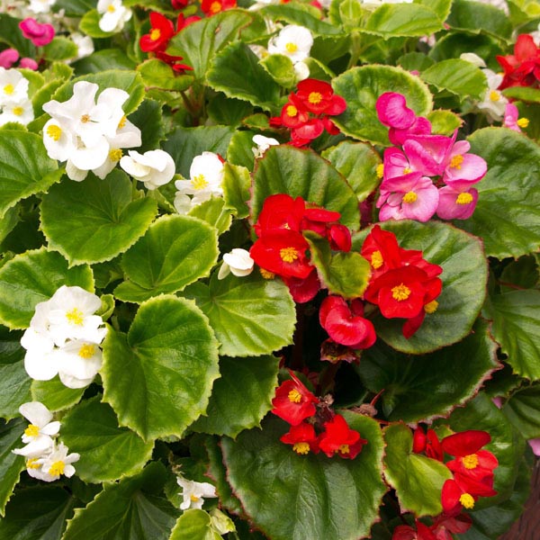 Begonia semperflorens