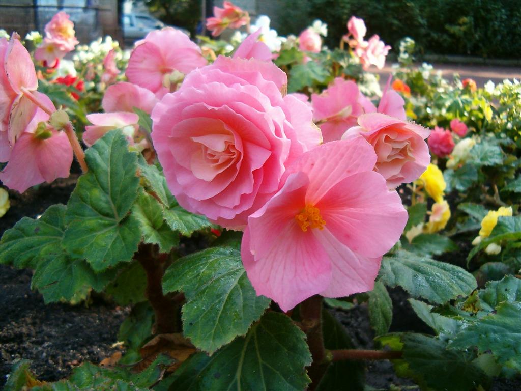 Begonia × tuberhybrida