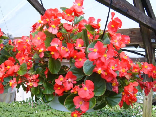 Begonia