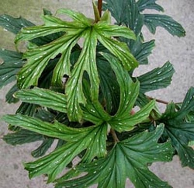 Begonia__aconitifolia