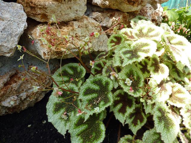 Begonia_masoniana