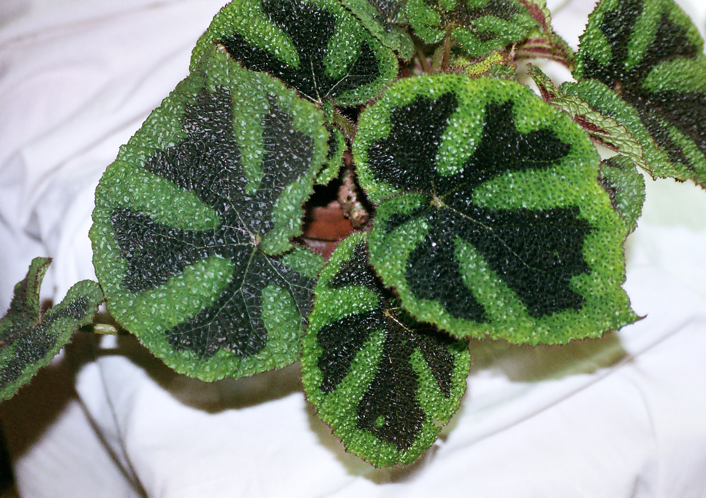 Begonia_masoniana