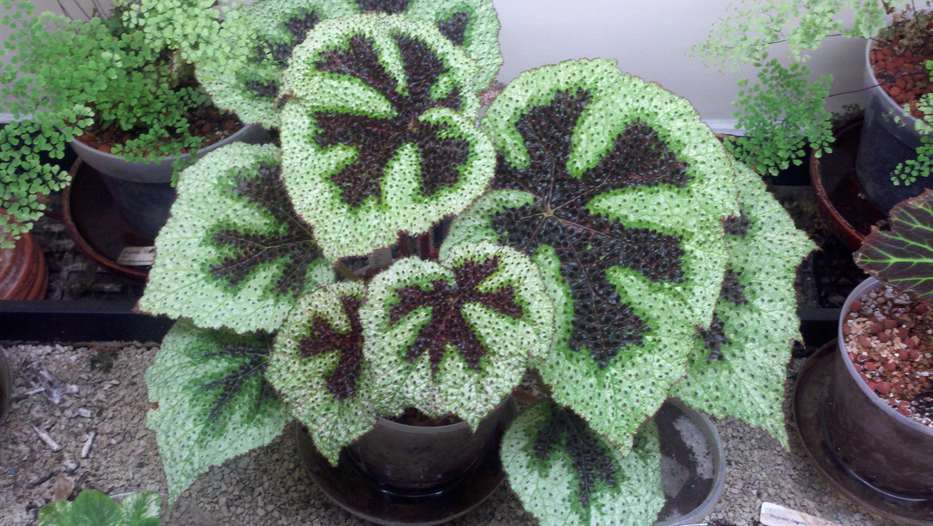 Begonia_masoniana