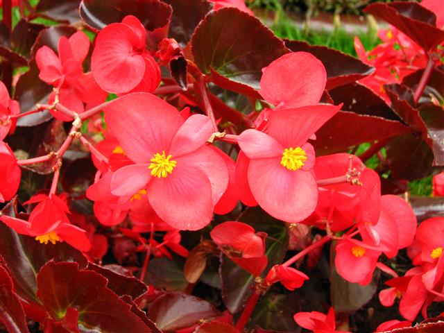 Begonia_semperflorens_(vermelha)