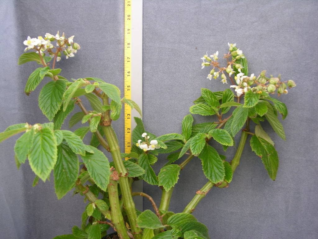 Begonia ulmifolia