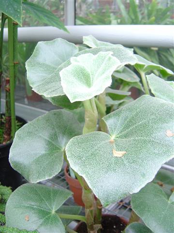 Begonia_venosa