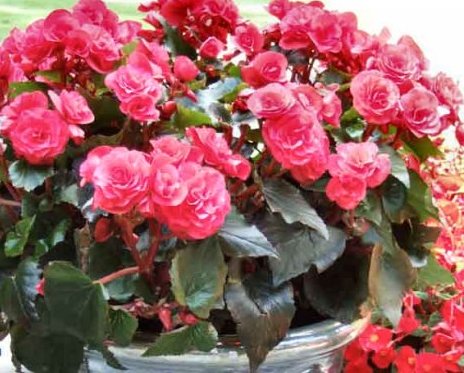 Begonias