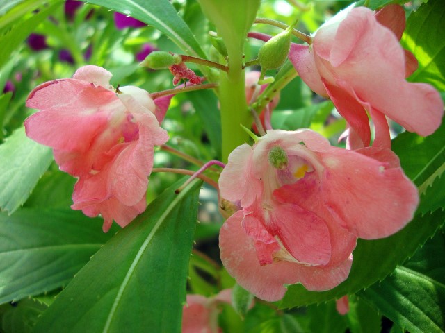 Beijo-de-frade (Impatiens balsamina)