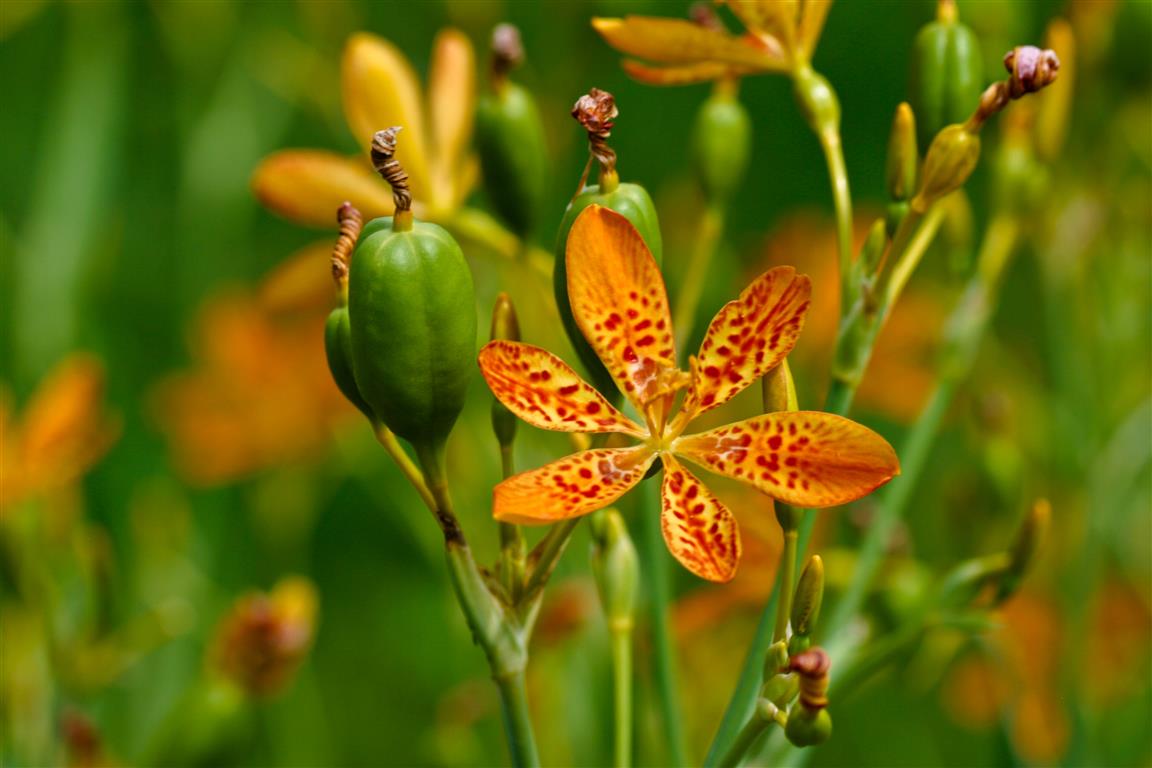 Belamcanda chinensis amarela