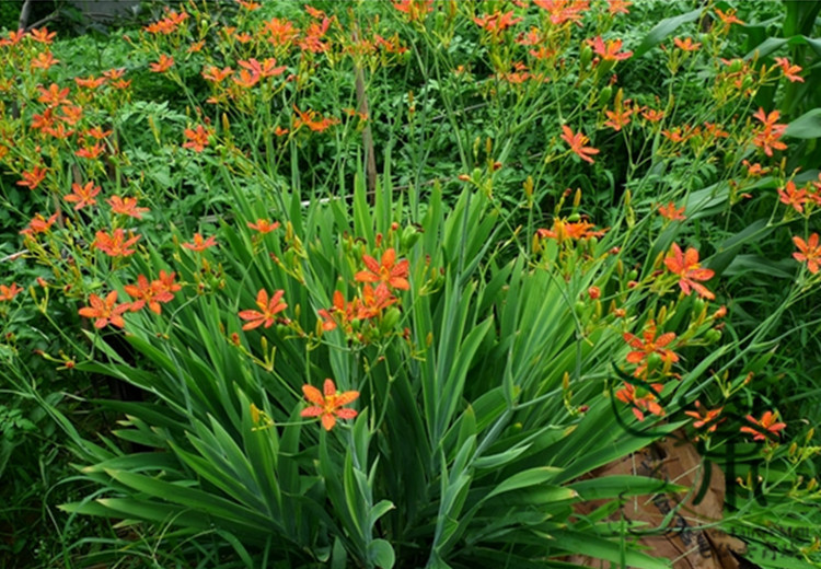 Belamcanda chinensis
