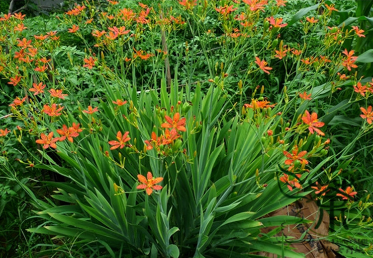 Belamcanda chinensis