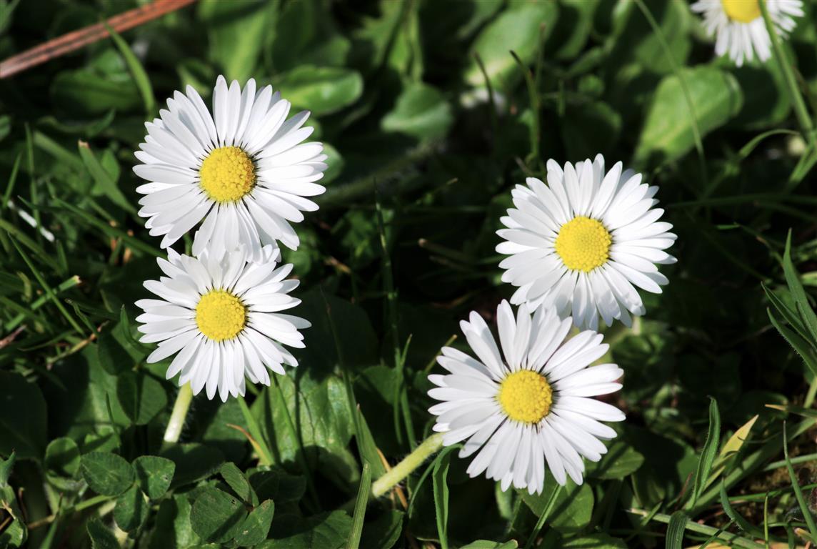 Bellis_perennis