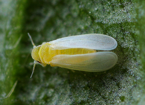 Bemisia argentifolii)