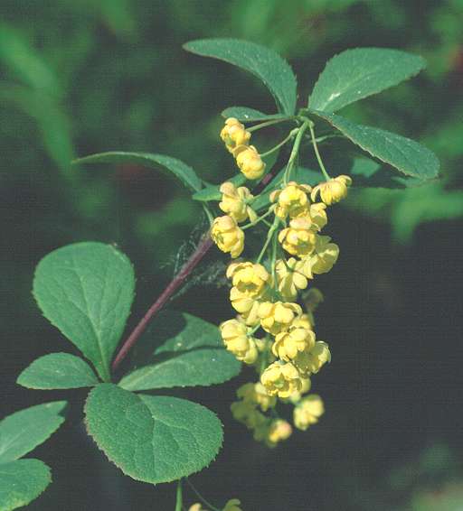 Berberis Koreana