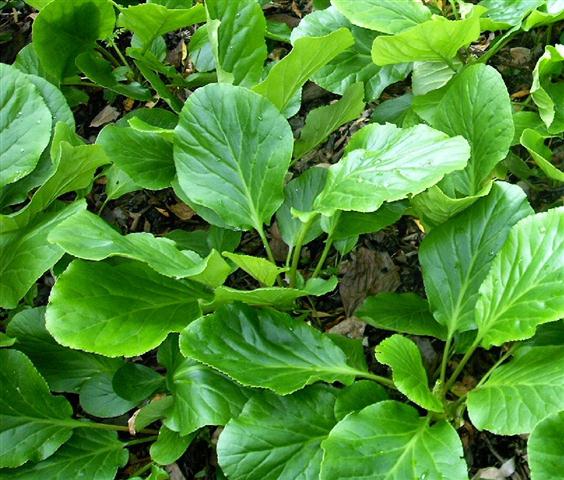 Bergenia crassiflora L.