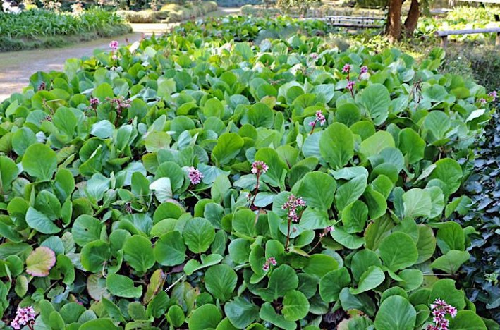 Bergenia-crassifolia