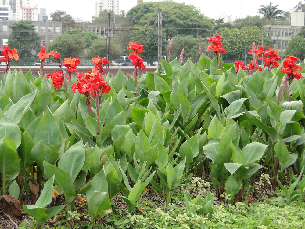 Beri-silvestre - Canna limbata