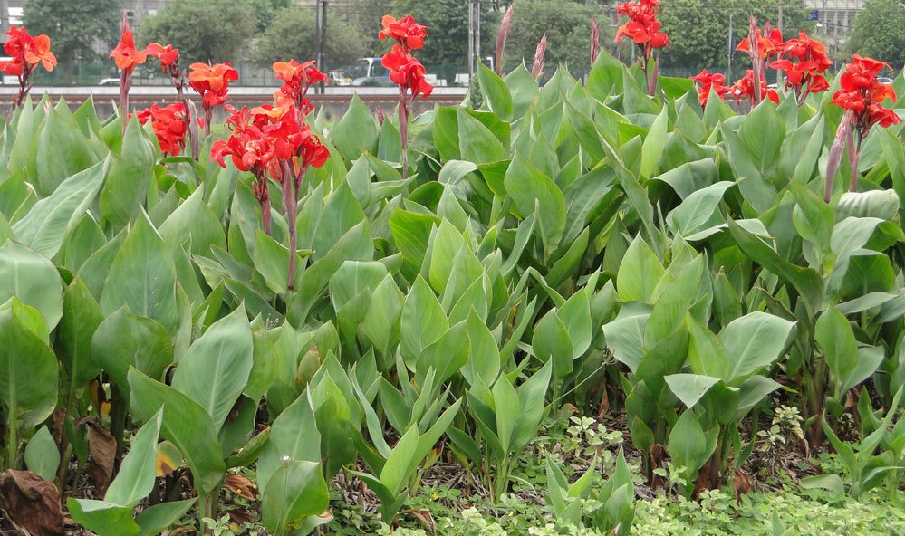 Beri-silvestre - Canna limbata