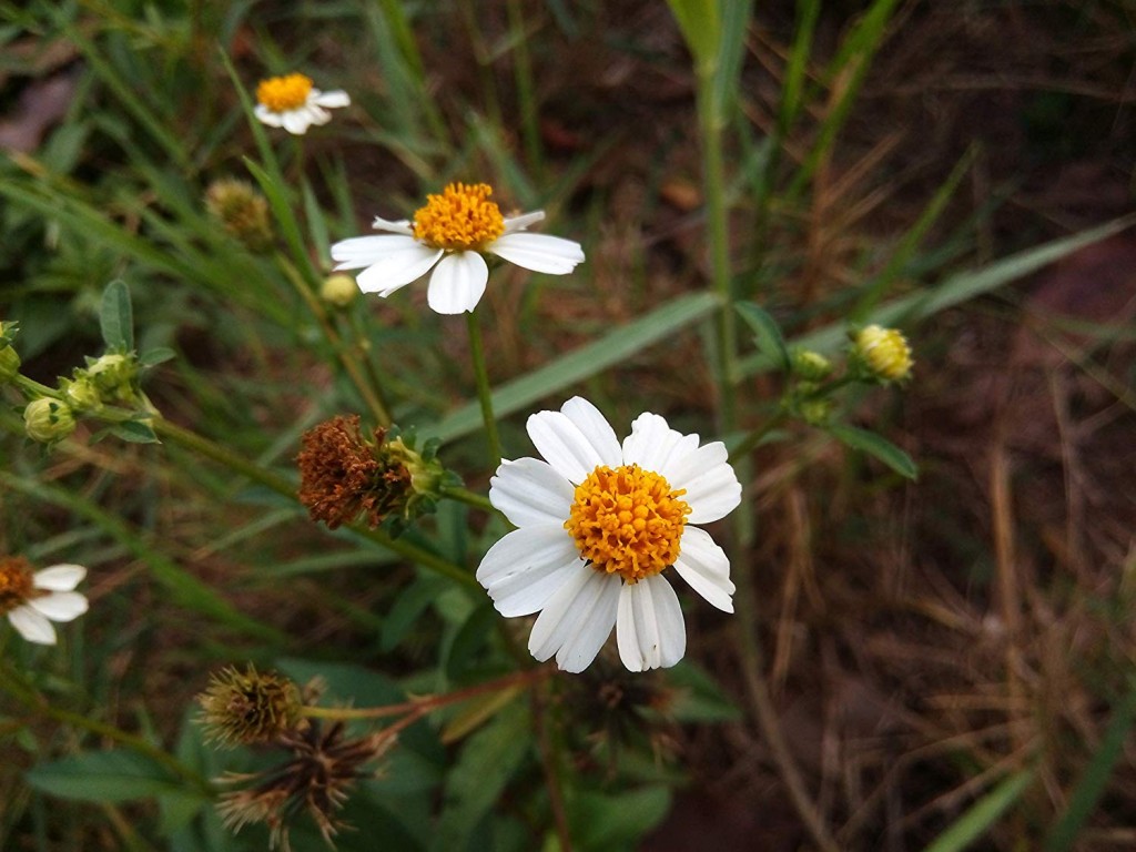 Bidens pilosa