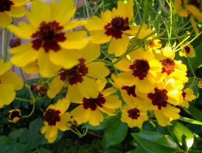 Bidens tinctoria