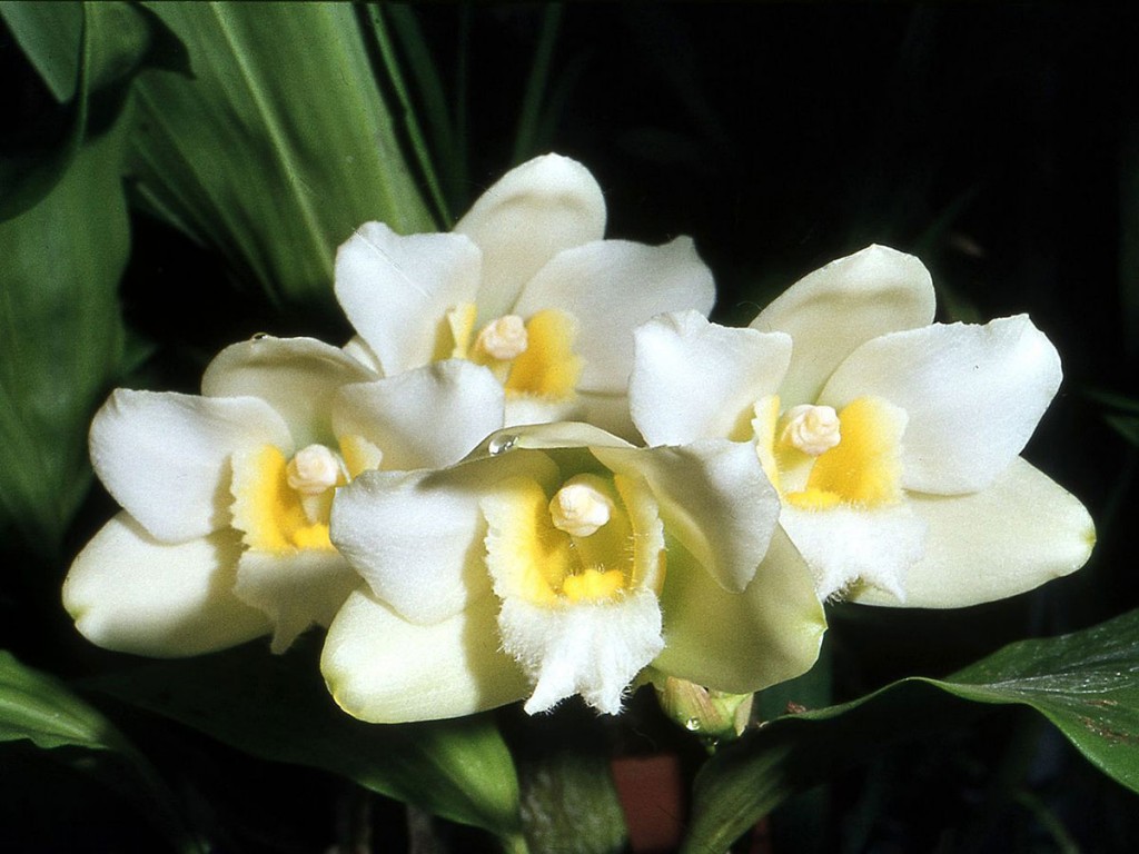 Bifrenaria harrisoniae var. alba