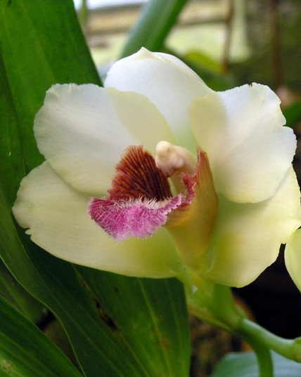 Bifrenaria harrisoniae