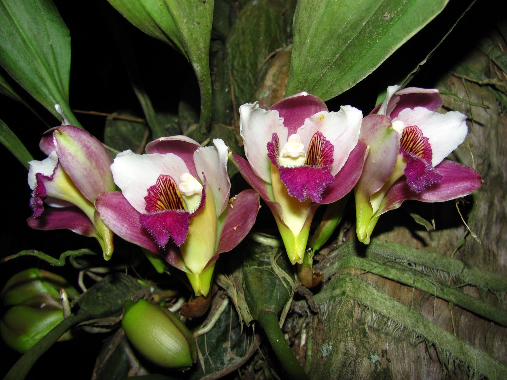 Bifrenaria harrisoniae