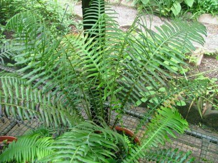 Blechnum attenuatum v giganteum