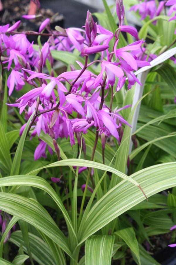 Bletilla-striata