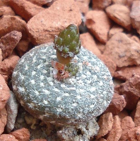 Blossfeldia lilliputana v.alba