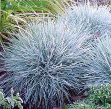 Blue Fescue