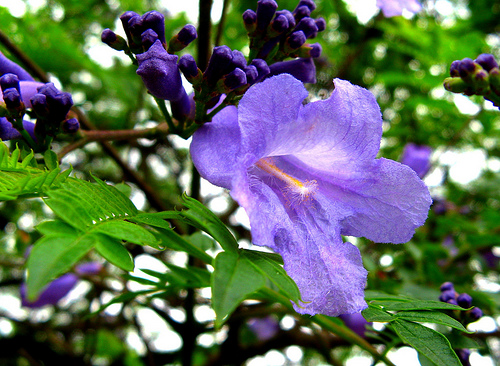 Boca-de-sapo – (Jacaranda brasiliana)