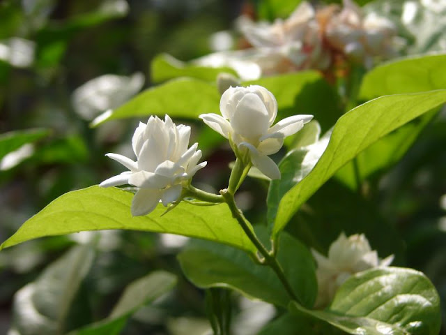 Bogari (Jasminum sambac)